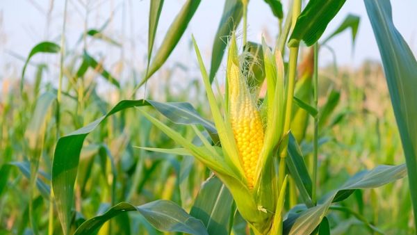 Saudi Arabia has nearly doubled its purchases of US corn this year. (Shutterstock)