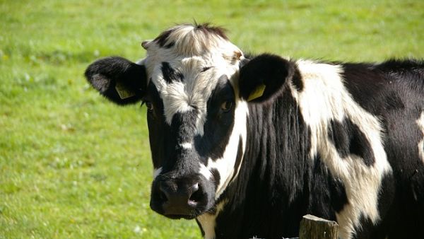 A Qatari businessman will fly 4,000 cows to the Gulf desert to fill the void left by a collapse in the supply of fresh milk amid the recent blockade. (Pixabay)