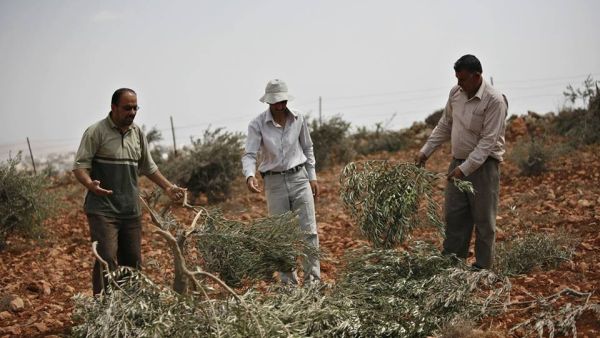 اتهم أبو عليا الجيش الإسرائيلي بتوفير الحماية للمستوطنين
