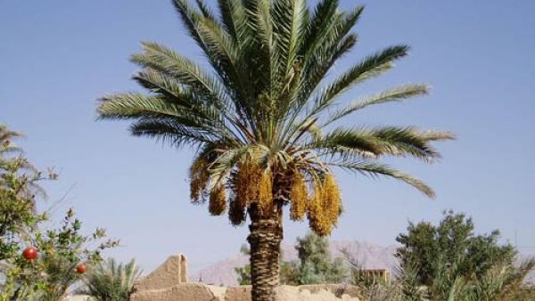 نخلة ناصر القصبي