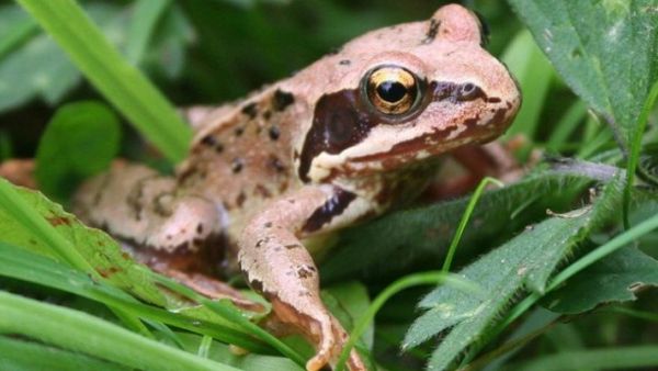 اصطياد ضفدع بحجم إنسان (صورة)
