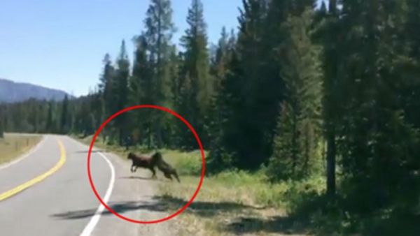 فيديو مثير.. دب جائع يفترس بقرة شاردة في أمريكا 
