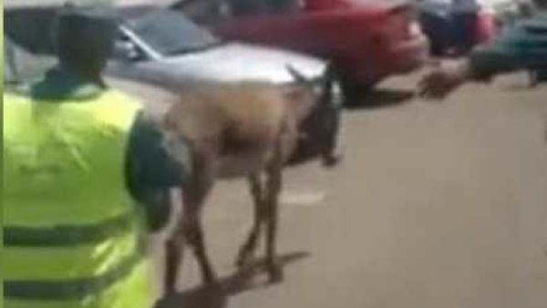 صورة من مقطع فيديو للحمار في ساحة اصطفاف السيارات في مطار القاهرة