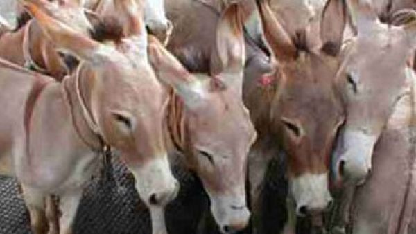  مزرعة الفيوم عُثِر بها علي 1500 حمار