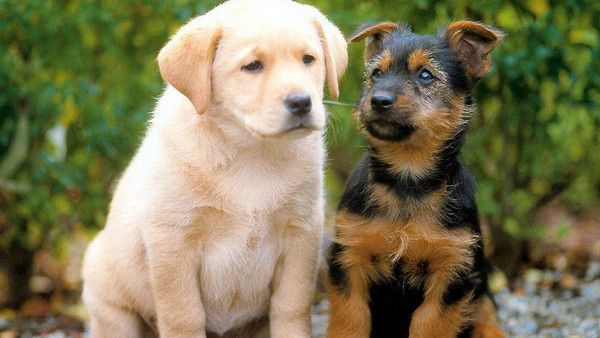 مصري يطبخ كلاب في القصيم