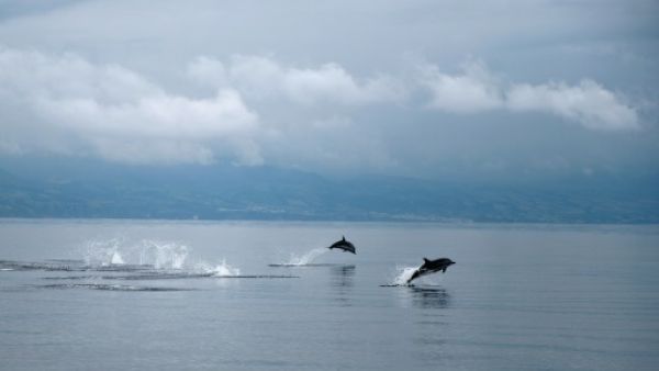 الجيش الروسي يعتزم شراء خمسة دلافين مقاتلة
