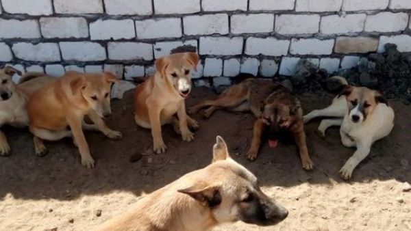 Animal Rights activist Bilkes Ibrahem runs the Habiba Animal Shelter in Cairo (Facebook)