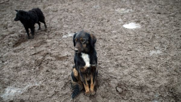 "The dogs are now entering the houses in Busaiteen, scaring the residents and attacking their pets" (AFP/File)