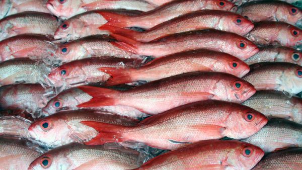 Oman's fishing industry is going swimmingly. (Shutterstock) Oman's fishing industry is going swimmingly. (Shutterstock)