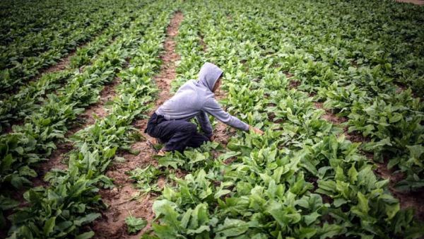 "نبقى نزرع وإسرائيل تخرب"