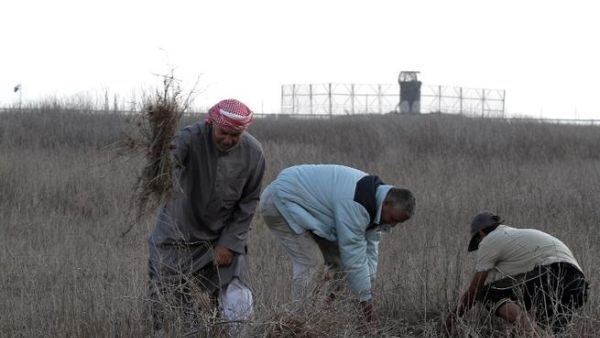 مزارعون فلسطينيون يعملون في حقلهم بالقر من الحدود الاسرائيلية مع غزة/الاثنين/أ.ف.ب