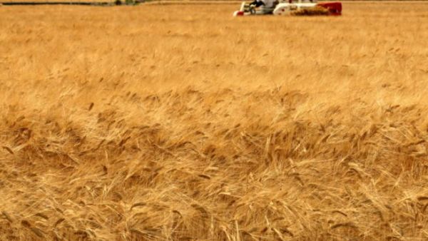 الاضطرابات التي تشهدها بعض الدول العربية ذات الطابع الزراعي لن تؤثر في مشروع الأمن الغذائي، خاصة أن تلك الدول التي تتعرض للفرز السياسي ستفرز جوانب إيجابية على مدى قصير ومتوسط على الجانب الاقتصادي