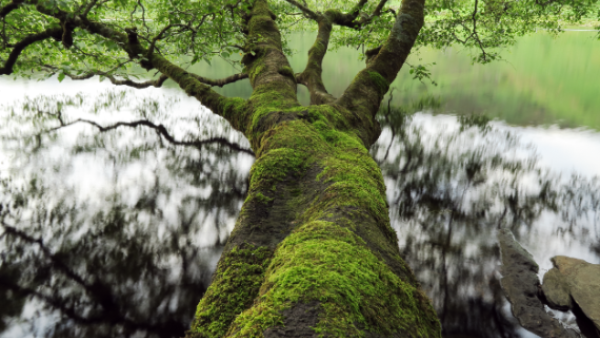 Canon receives highest standard gold rating from EcoVadis for sustainability Canon receives highest standard gold rating from EcoVadis for sustainability