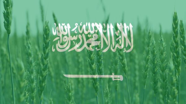 سجلت كميات القمح المستورد للسوق السعودي 305 آلاف طن في 2008، بينما تجاوزت منذ كانون الثاني (يناير) مطلع العام حتى تشرين الأول (أكتوبر) الجاري، ثلاثة ملايين طن