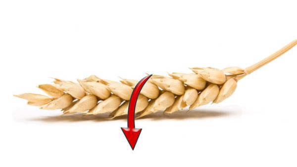 تأتي سلسلة الانخفاضات في أسعار القمح العالمية على الرغم من تلويح الحكومة الروسية بحظر صادرات الحبوب في حالة عدم فاعلية الإجراءات غير الرسمية التي تم اتخاذها ومنها التشديد على جودة القمح المصدر