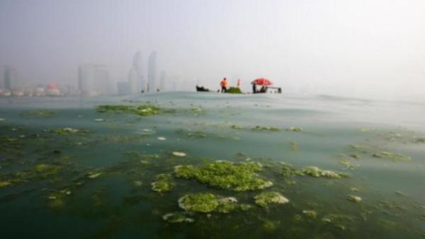 The development of the algae-for-biofuels industry can be used to supplement the growth of the aquaculture industry in the UAE