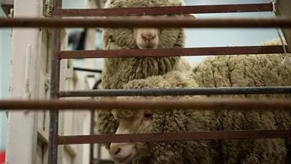 The 11,000 animals will help meet the needs of local markets in preparation for Eid Al Adha and stabilise the price of sacrificial animals during the religious holiday