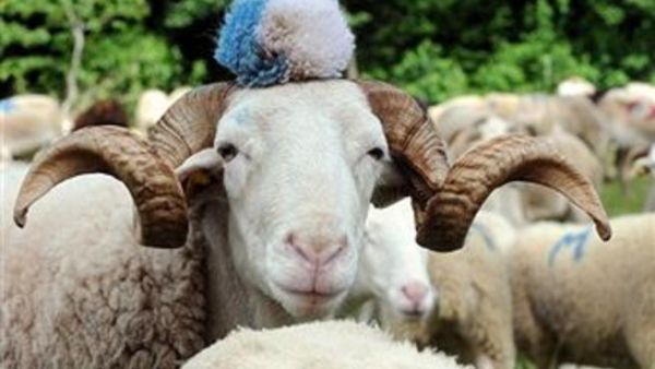 Lack of supply and increasing costs of animal farming have contributed to the price rise
