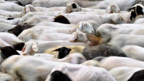 تعود صادرات الماشية السودانية لهذا الموسم بما يقدر بأكثر من 200 مليون دولار في موسم الحج والهدي فقط، مبينا أن السلطات السعودية ركزت هذا العام على استيراد الثروة الحيوانية من السودان والصومال