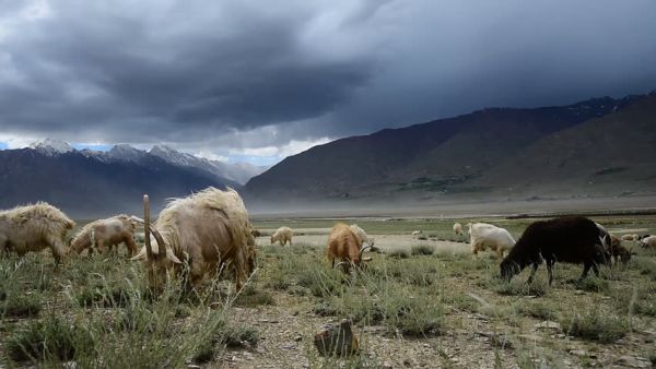 Grazing goats. (Shutterstock)