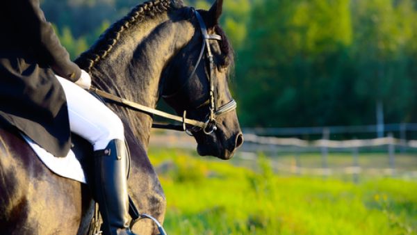 ركوب الخيل أن يساعد الأشخاص على التعافي بعد تعرضهم للسكتة الدماغية