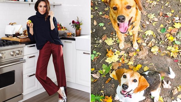 ميغان ماركل وكلابها