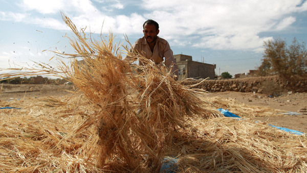 A farmer in Yemen (AFP/FILE)