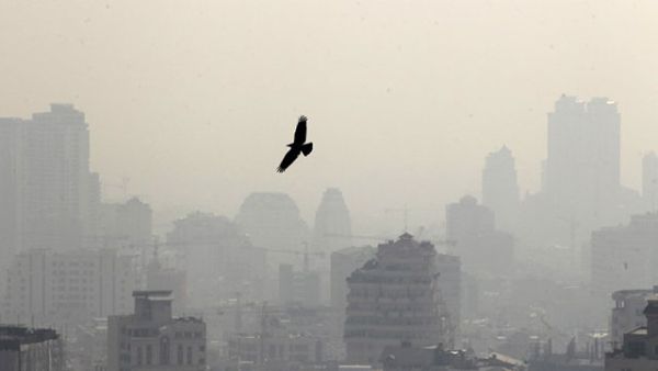 A bird is pictured flying in front of buildings in the polluted skyline of the Iranian capital Tehran. (AFP/Atta Kenare)