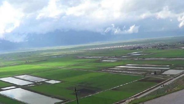 نسبة الأراضي التي تعرضت للغمر ما بين 30 ـ 50 % من المساحات المزروعة في سهل الغاب