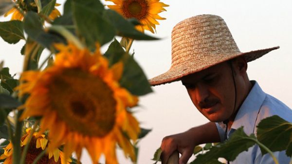 A Kurdish man harvests sunflowers in a field in the district of Raniya, 70km (43 miles) east of Arbil, the capital of Iraq's northern autonomous region of Kurdistan. (AFP/File)