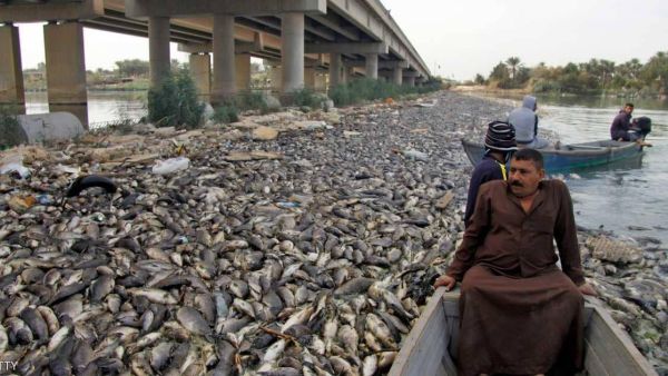 نفوق الأسماك في بابل وبقية المحافظات العراقية