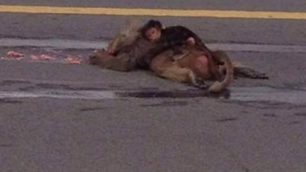 Crowds formed as the baby monkey wept over his mothers death. {sabq]