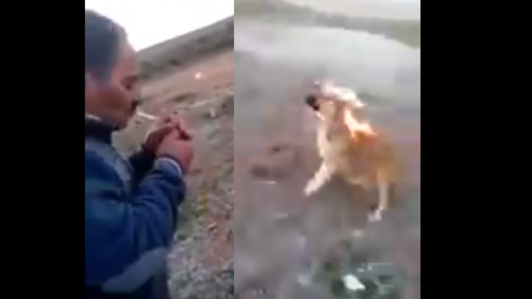 اشعال الكلب بعدها اشعال السيجاره