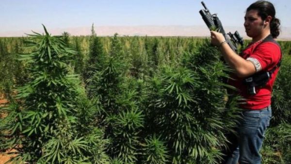 An armed cannabis farmer inspects his crops in the village of Knaysseh in Lebanon's Bekaa. (AFP/RamziHaidar)
