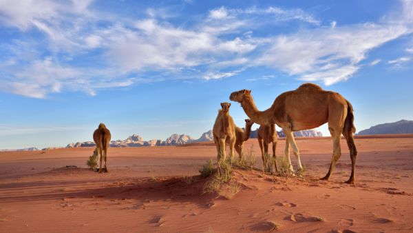 يشتهر الشعب الأردني بكرم الضيافة والود مع السائحين