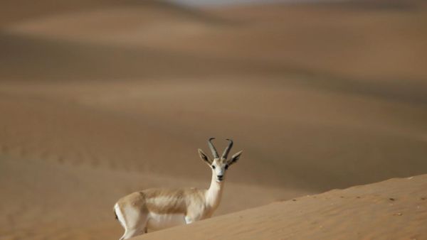 The Farasan Islands Gazelles are among the species given special protection by the Saudi Wildlife Authority (AFP/File)
