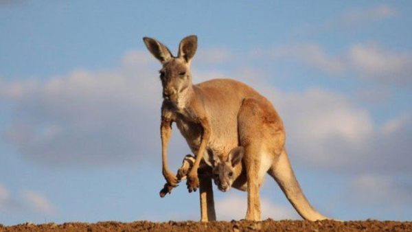 The suspect allegedly planned to target police by packing a kangaroo full of bombs. (Twitter)