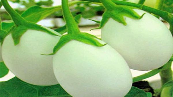 الصورة المزعوم أنها للبيض الزراعي