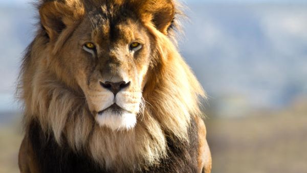There's a reason wild animals can't be kept as pets in Kuwait. This domesticated king-of-the-jungle made that reason pretty clear when he killed his owner's housemaid. (Shutterstock)