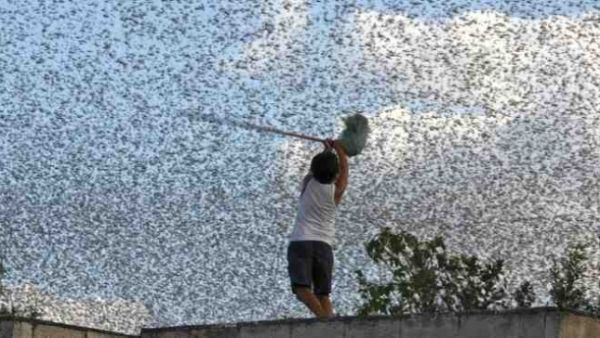 تحذير من هجوم مدمر للجراد على مصر
