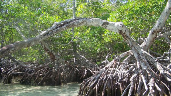 The roots of the mangrove tree. (Shutterstock)