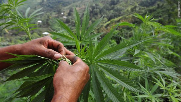 Marijuana will be made available to tens of thousands of people with 'chronic' symptoms. (AFP/File)