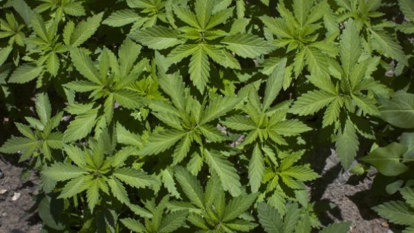  Prof. Raphael Mechoulam and Dr. Yechiel Gaoni researched the active compounds in cannabis and their medical applications. (Pixabay)