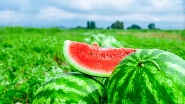 البطيخ واحد من فاكهة الصيف الأكثر شعبية ولذيذة
