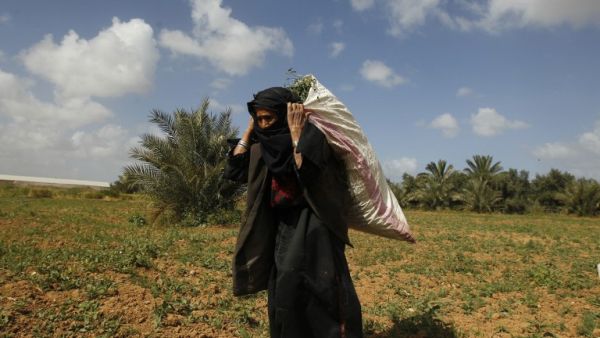 A Palestinian woman works on a field in Beit Hanun in the northern Gaza Strip on April 4, 2013. (AFP PHOTO/MOHAMMED ABED)