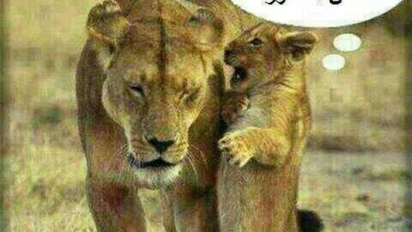 هههههههههه