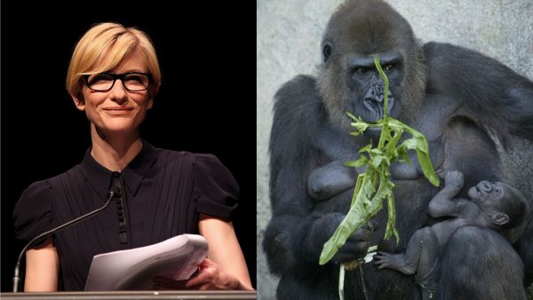 Intelligence in a woman as rare as a species of gorilla? Well, at least this gorilla not yet extinct!