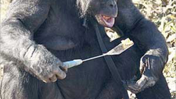 يقلي البرغر بالجبنة