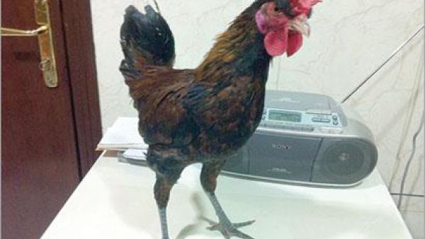 دجاجة شلق..!