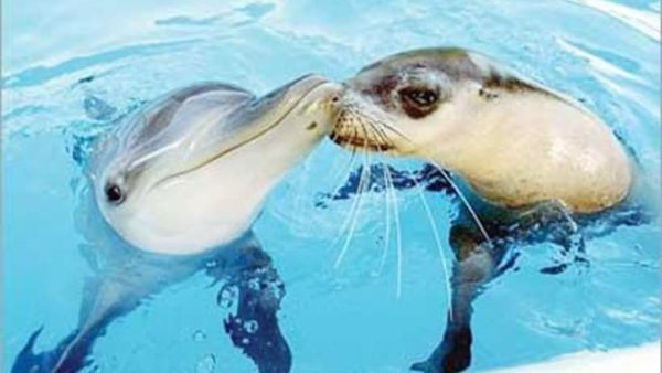  قبلة الدلافين